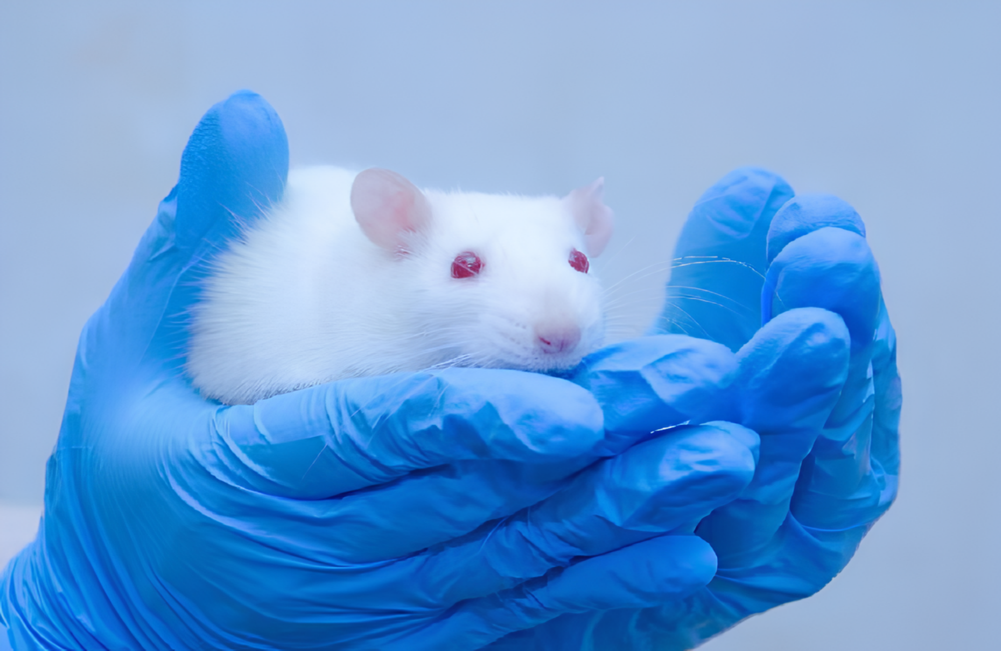 模式动物工程研究中心